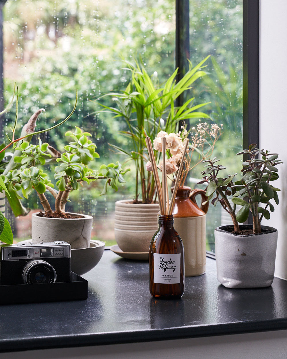 essential oil diffuser and house plants Essential Oil Diffuser